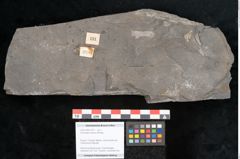 Foto (Objekt + Etikett) von Sohizopteris lactuca Sternbg. (NHMW-GEO-2024-0188-10787)